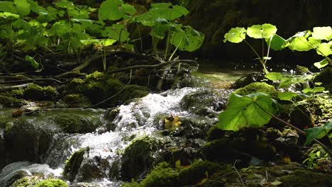 magical view of small forest river flowing over cascade of rocks among green plants in bathing in sunlight