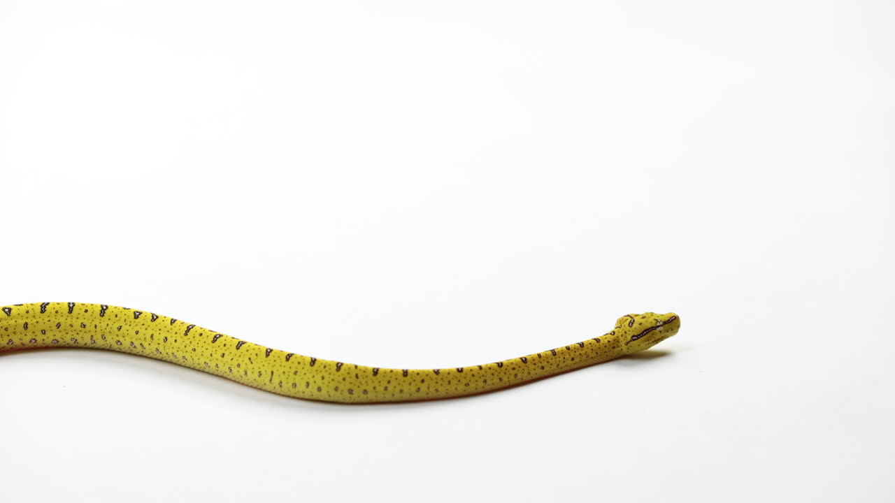 infant green tree python slithers across white background - close up
