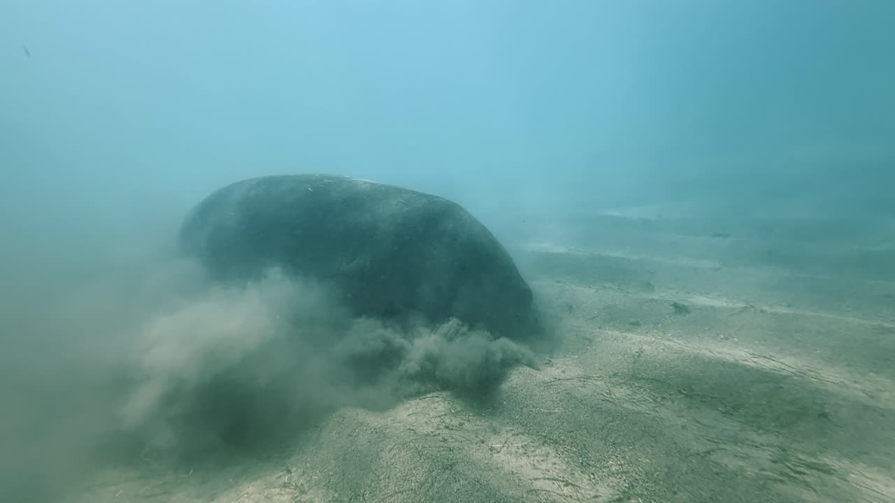 Dugong swimming near the sea floor, stirring up sand and sediment in the ocean