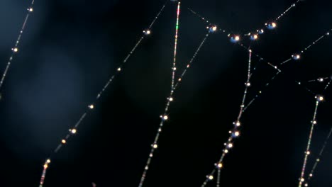 dew drops on a spiderweb