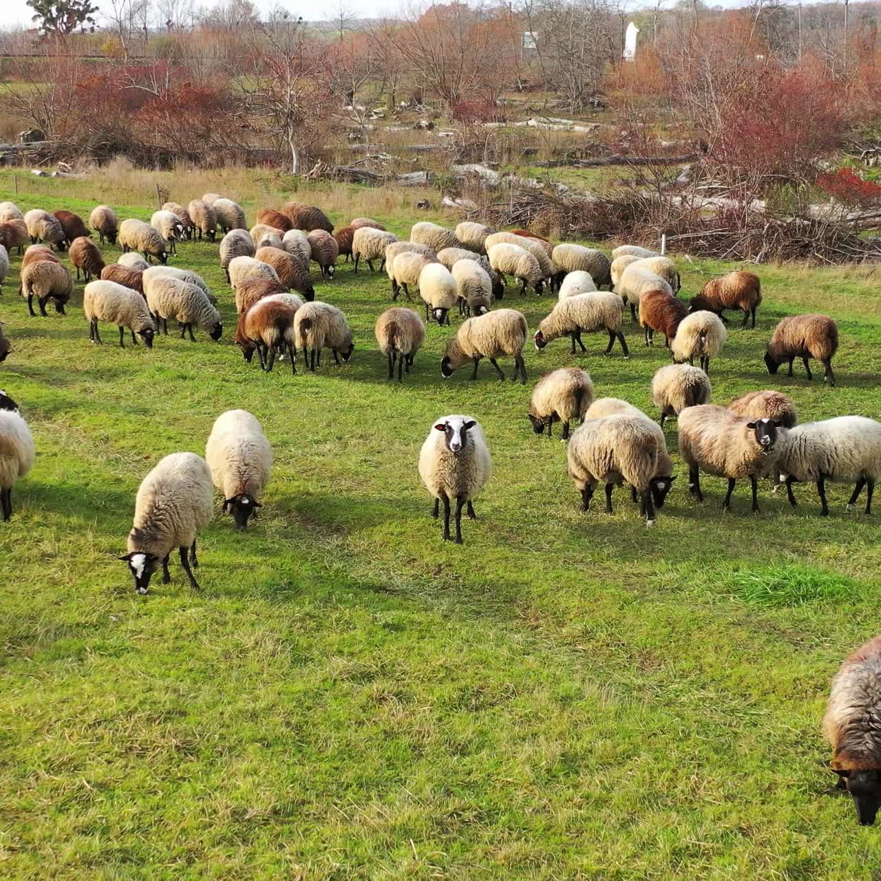 Vista aerea di una fattoria con pecore. Gregge di pecore mangia l'erba nel pascolo. Agnelli adorabili