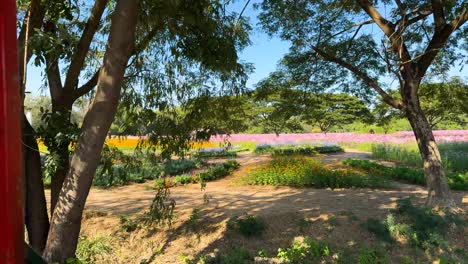 viaje panorámico en tranvía que muestra paisajes florales vibrantes