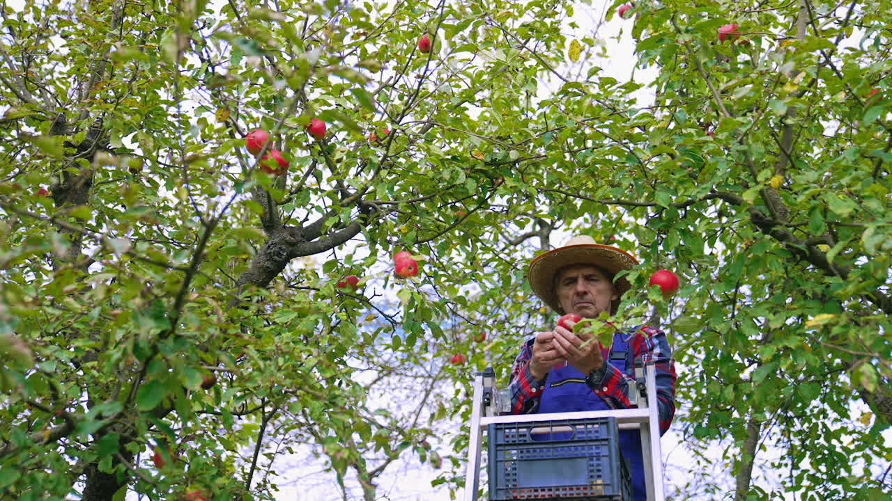 Organic food farmer picking fresh and ripe apples. Apple farmer harvesting fresh fruits from the tree.