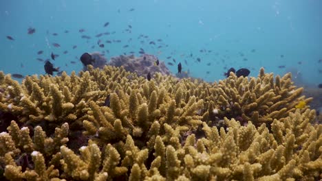 Die-Kamera-Bewegt-Sich-In-Richtung-Verzweigter-Tischkorallen-Mit-Riffbarschen-Darüber,-In-Koh-Tao,-Thailand