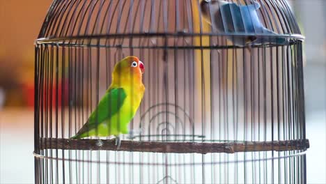 Un-Par-De-Pájaros-Del-Amor-En-Una-Jaula,-Pájaros-Del-Amor,-Pájaros-De-Compañía-Verdes-Y-Azules