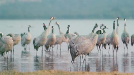 Group of cranes waking up at the roost during the wintering, within the lake, before dawn