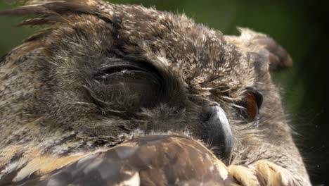 extreme nahaufnahme einer großen gehörnten eule, die in zeitlupe langsam die augen schließt