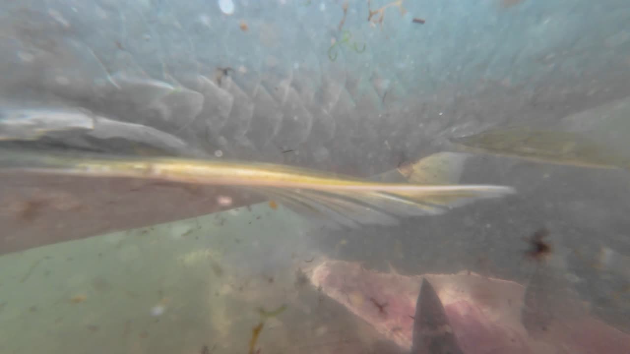 浑浊海水中，大型鱼类在岩石海床上疯狂进食的水下特写，展现海洋生物行为。加勒比大西洋海岸