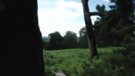 a shot moving past trees in a forest, on a bright and sunny day