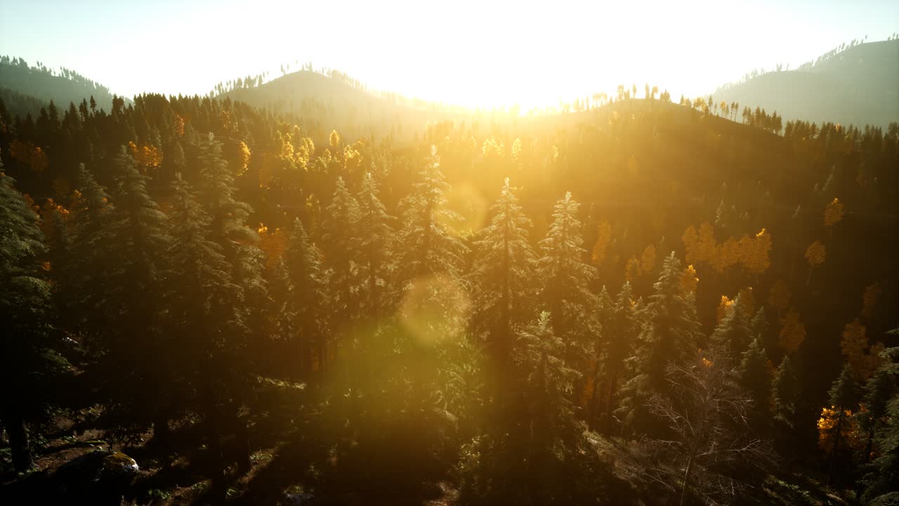 해질녘 산에 있는 소나무 숲 위로 공중 드론 보기 비행