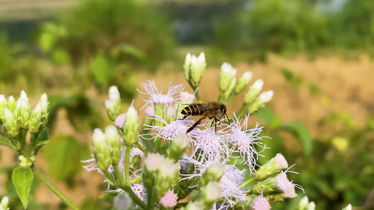 Bee collecting pollen resting on vibrant Siam weed plant moving in the breeze, Close up shot