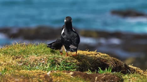 pair of atlantic puffin birds on the cliff edge in lunga island, treshnish isles, scotland. - closeup shot