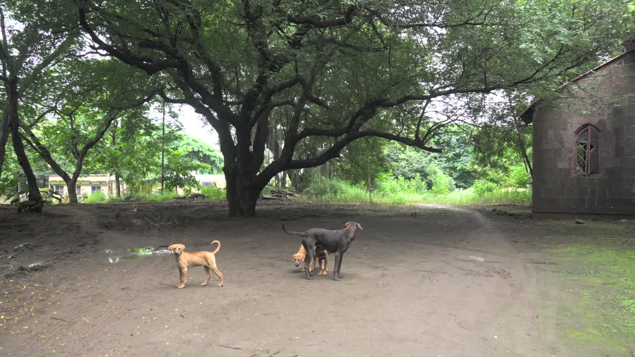 집 뒤에서 강아지들이 놀고 있어요