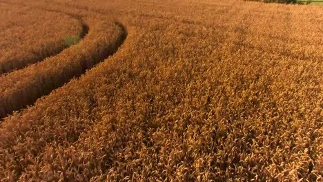 drohne, die über goldene kornfelder fliegt