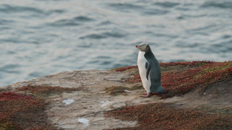 Megadyptes-Antipodes-Standing-On-The-Cliff-In-Katiki-Point,-New-Zealand---slow-motion