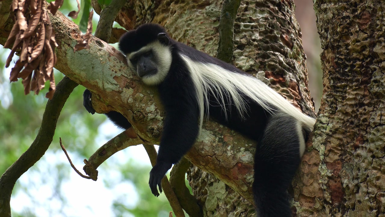 A Black-and-white colobus (Colobus guereza) lounging on the tree branch, taking a peaceful afternoon nap, close up shot.