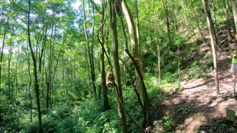 Pack-of-wild-monkeys-climbing-trees-in-a-tropical-forest,-Ten-Mile-Gallery-Monkey-Forest,-Zhangjiajie-National-Park,-China