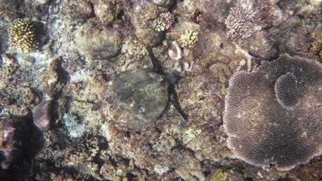 hawksbill sea turtle perfectly camouflaged among diverse corals, including a prominent table coral