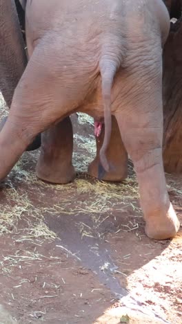 baby elephant interacting with surroundings at zoo