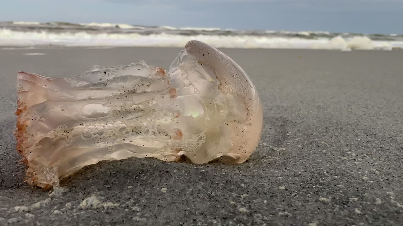Closeup, side view of dead jellyfish with tentacles missing, beach
