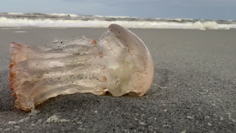 closeup, side view of dead jellyfish with tentacles missing, beach