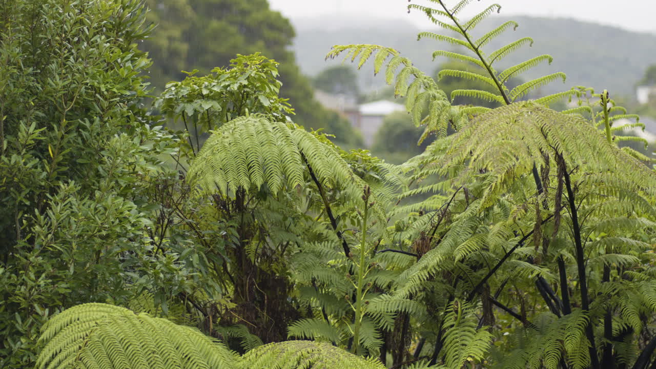 Trees With Green Foliage In The Countryside On A Rainy Day. - wide shot