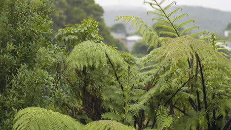 trees with green foliage in the countryside on a rainy day. - wide shot