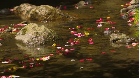 serene stream with flower petals