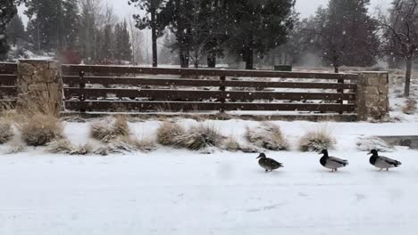 Enten,-Die-In-Einem-Schneesturm-Auf-Der-Straße-Laufen