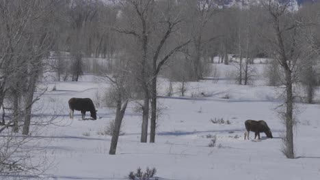 Statische-Aufnahme-Eines-Weiblichen-Elchs-Und-Ihres-Kalbs,-Die-Durch-Schnee-Graben,-Um-Gras-Zu-Fressen