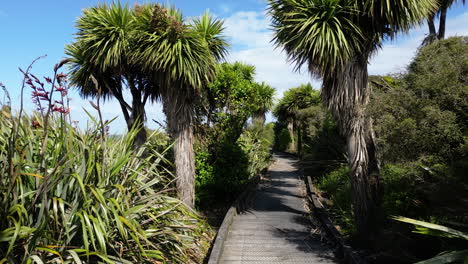 drone flying forwards between a cabbage tree trail without people at day time