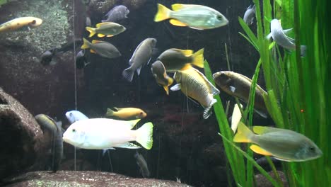 zoom out, view of fish in the aquarium at the zoo