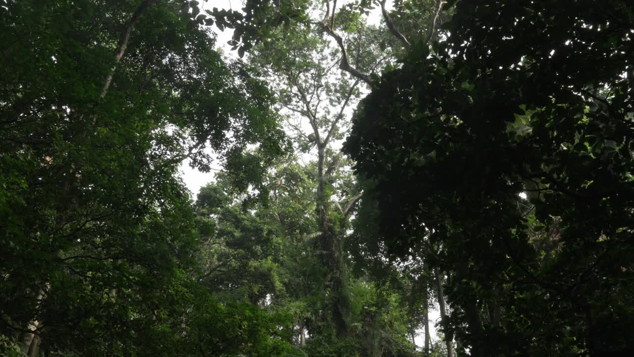 Jungle Ubud Bali skyline covered with tree canopy nature landscape Southeast Asia
