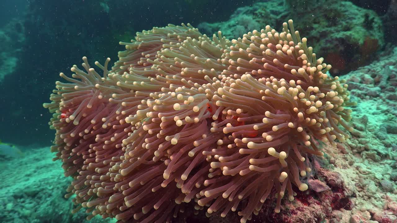 Pesci pagliaccio che nuotano in un anemone di mare aperto.