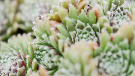 在室外放置植物生長的多汁植物 (panning over plant-grown succulent plant outdoors)