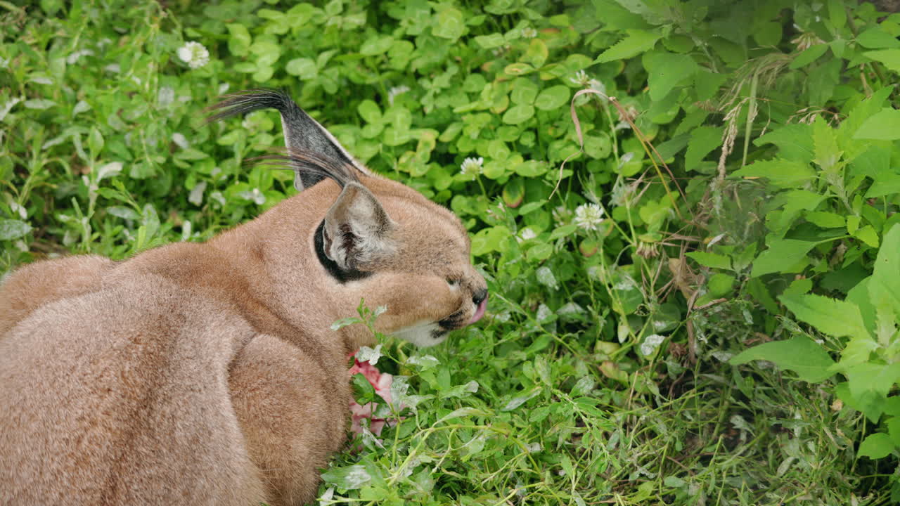 Caracal resting in the grass