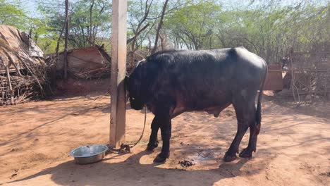 wide shot of a domestic buffalo tied up in a village of rural india