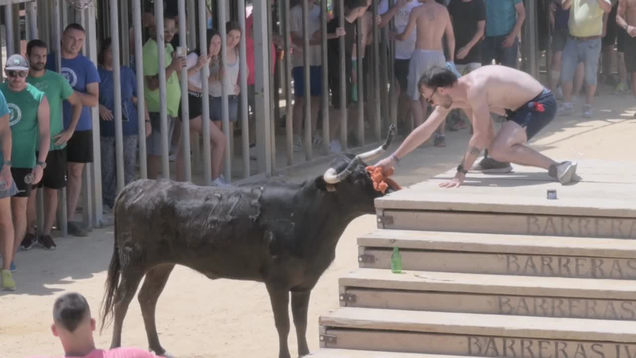 Man interacts with a bull at a traditional street festival with spectators