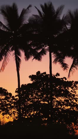 silhouetted palm trees and dense tropical foliage set against a warm, glowing sunset sky in a peaceful, exotic landscape.