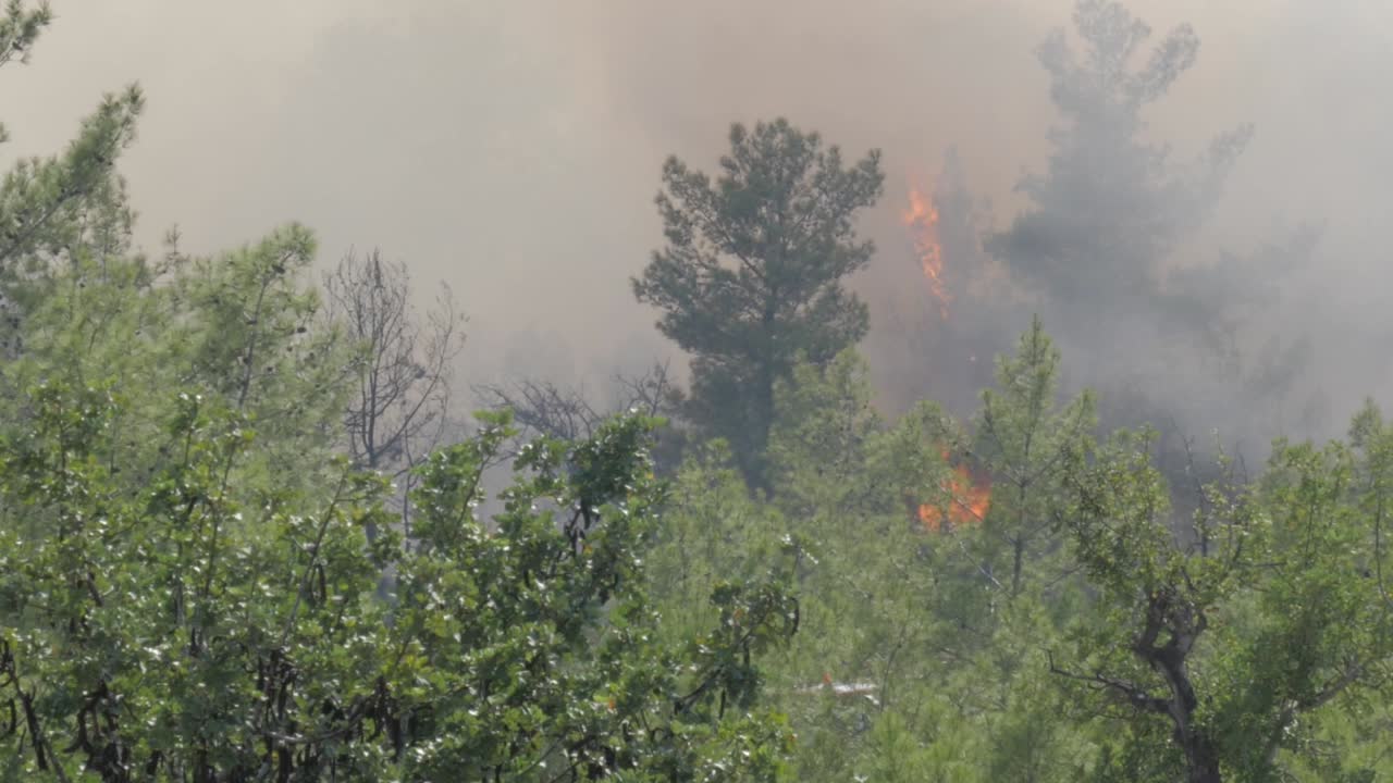 야생에서 나뭇잎이 타면서 나무 연기와 불꽃이 솟아오르면서 산불이 타오르고 있습니다.