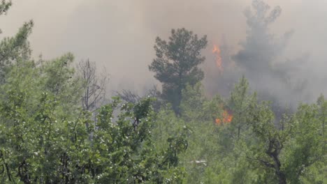 incendio forestal ardiendo mientras los árboles humean y las llamas se elevan mientras el follaje arde en la naturaleza