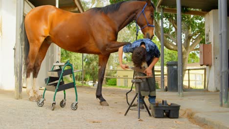 woman polishing horseshoes in horse leg 4k