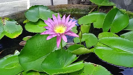 pink lotus flower waving in the wind inside a balinese water pond with leaves and sunlight