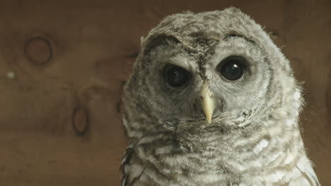 close up of a hoot owl turning to face the camera