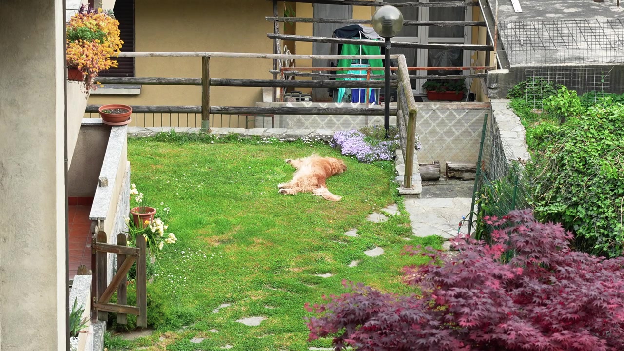 A golden retriever relaxes in a sunlit courtyard garden, rolling playfully on green grass amid blooming flowers, wooden fencing, and charming residential details. No people visible.