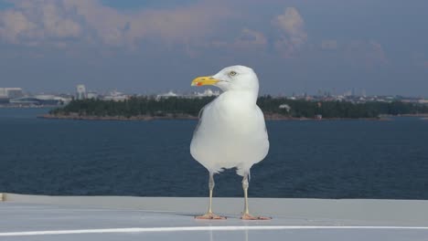 an european herring gull sitting on a ferry's deck in baltic sea outside helsinki, finland,