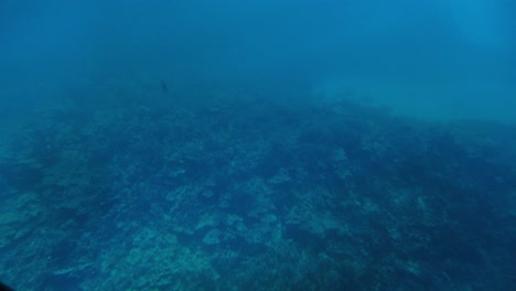 Una-Plataforma-Rodante-Con-Cardán-Atravesó-Un-Arrecife-De-Coral-En-El-Fondo-Del-Océano-Mientras-Miraba-A-Través-De-Una-Portilla-Submarina-Frente-A-La-Costa-De-Kailua-kona-En-Hawai&#39;i.