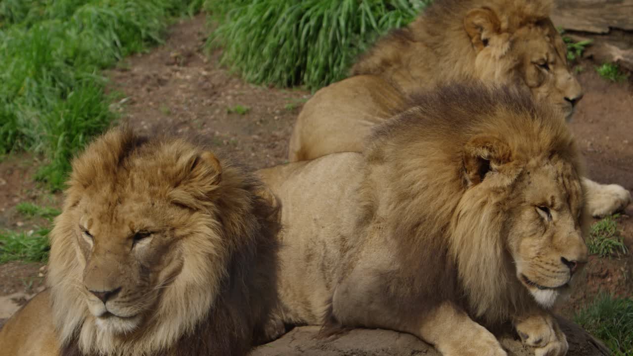 Rogue Lions Brothers All Relaxing Together Free Stock Video Footage Download  Clips