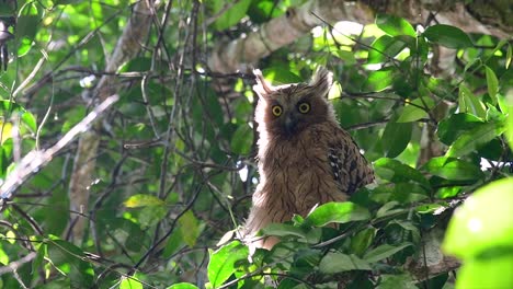 Die-Buffy-Fish-Owl-Ist-Eine-Große-Eule-Und-Doch-Die-Kleinste-Unter-Den-Vier-Fischeulen