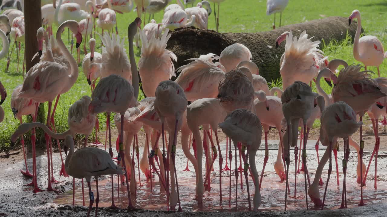 Flock of Greater and Lesser Flamingos wading in shallow water, vibrant and peaceful scene in Pretoria